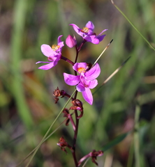 Calopogon multiflorus