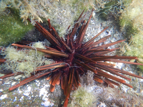 Heterocentrotus trigonarius observed 2026-04-13