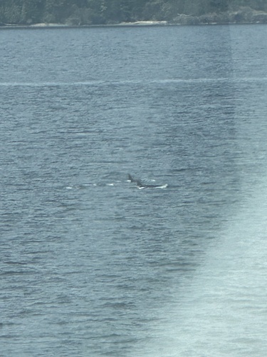 Sighting photo
