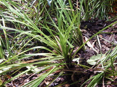 Mapania bancana