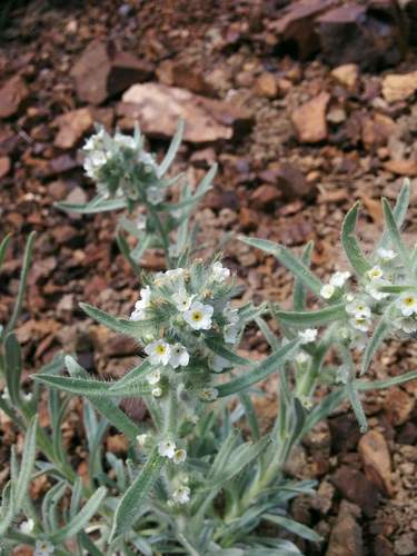 Thompson's cryptantha (Cryptantha thompsonii)