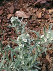 Oreocarya thompsonii