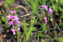 Calopogon multiflorus