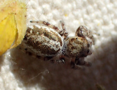 Metaphidippus chera