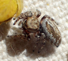 Metaphidippus chera