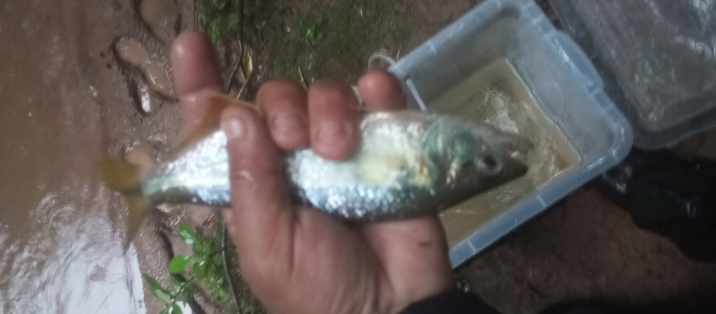Parana sabretooth tetra (Oligosarcus paranensis) — Characidae