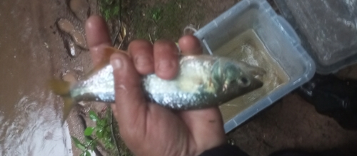 Parana sabretooth tetra (Oligosarcus paranensis) — Characidae