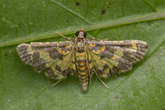 Eurrhyparodes tricoloralis