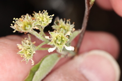 Amelanchier nantucketensis