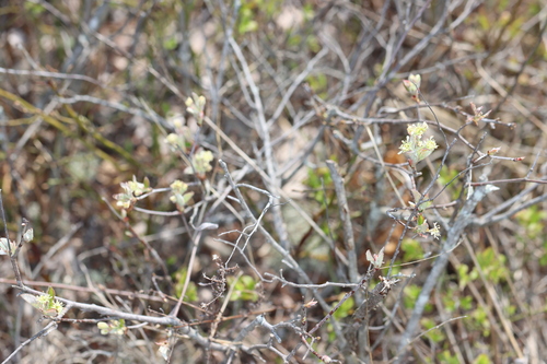 Amelanchier nantucketensis, photograph 1