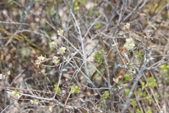 Amelanchier nantucketensis, photograph (c) Jake McCumber, some rights reserved (CC BY)