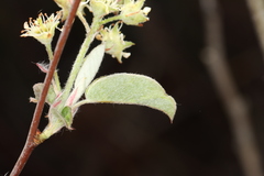 Amelanchier nantucketensis, photograph (c) Jake McCumber, some rights reserved (CC BY)