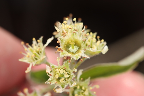 Amelanchier nantucketensis, photograph 3