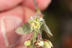 Amelanchier nantucketensis, photograph (c) Jake McCumber, some rights reserved (CC BY)