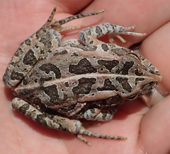 Sclerophrys lemairii