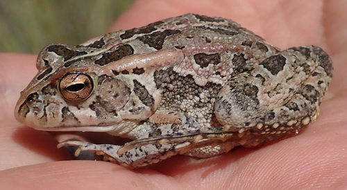 Pweto Toad, Sclerophrys lemairii