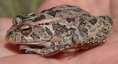Sclerophrys lemairii
