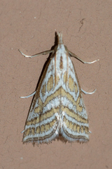 Leptosteges parthenialis