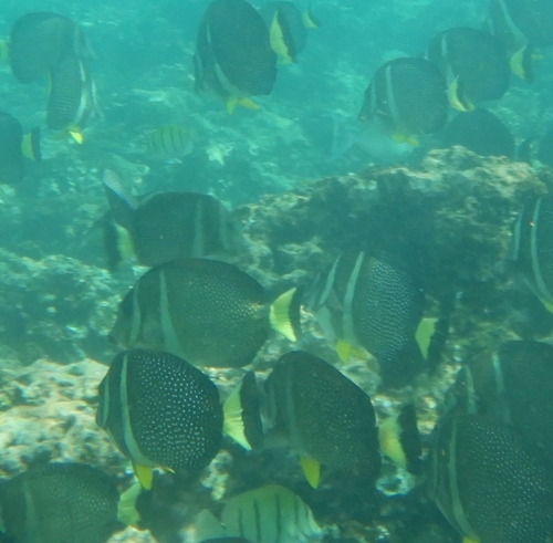 Acanthurus guttatus