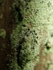 Chaenotheca stemonea