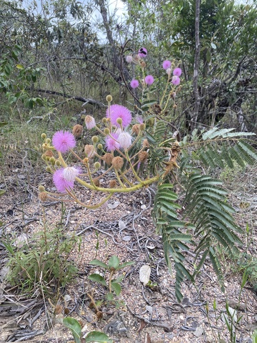 Mimosa claussenii observed 2026-05-06