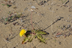 Taraxacum macroceras