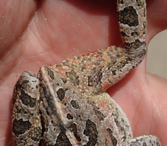 Sclerophrys lemairii