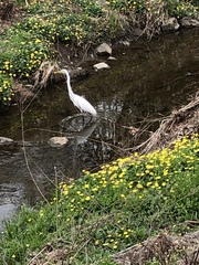 Ardea alba