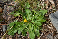 Taraxacum macroceras