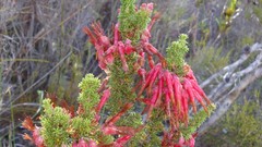 Erica monadelphia