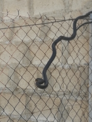 Dolichophis jugularis