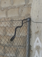 Dolichophis jugularis