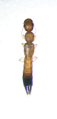 Astenus discopunctatus