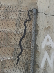 Dolichophis jugularis