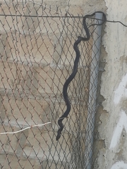 Dolichophis jugularis