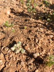 Stylocline sonorensis