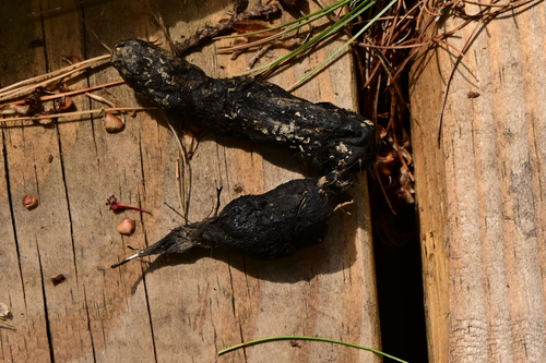 Fisher observed by rootfactor