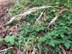 Bromus vulgaris