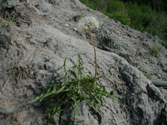 Taraxacum macilentum
