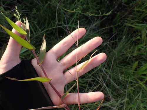 Acroceras zizanioides observed 2026-04-26