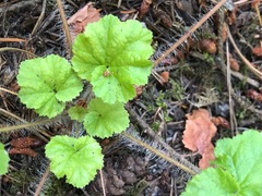 Heuchera chlorantha