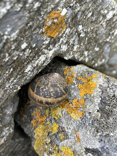Cornu aspersum