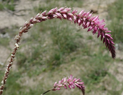 Hermbstaedtia linearis