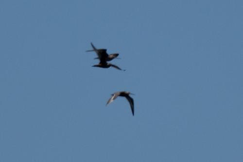 Hudsonian Godwit