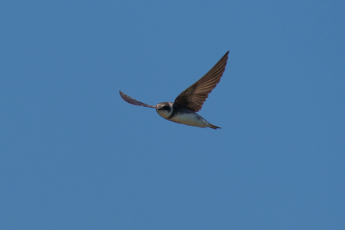 Bank Swallow