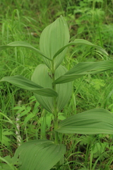 Veratrum dahuricum