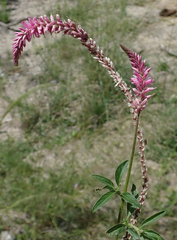 Hermbstaedtia linearis