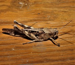 Schistocerca caribbeana