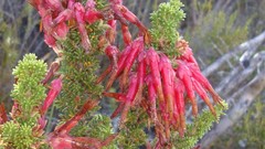 Erica monadelphia