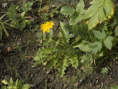 Taraxacum macroceras